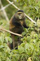 Image showing Golden monkey