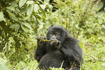 Image showing Mountain gorilla