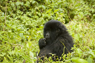 Image showing Gorilla