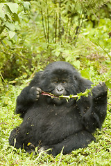 Image showing Gorilla