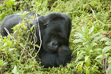 Image showing Gorilla