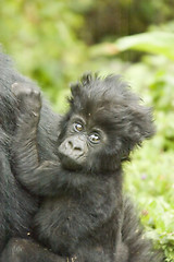 Image showing Baby gorilla