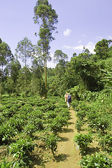 Image showing Tea plantation