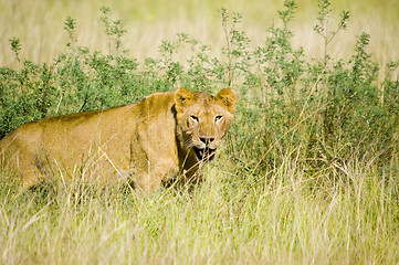 Image showing Lioness