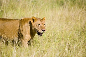 Image showing Lioness