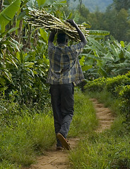 Image showing Man carrying wood