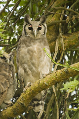 Image showing Verreaux's Eagle Owl