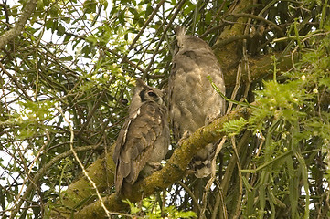 Image showing Verreaux's Eagle Owl