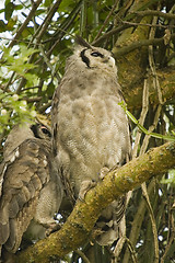 Image showing Verreaux's Eagle Owl