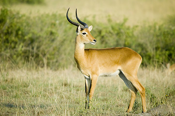 Image showing Uganda kob