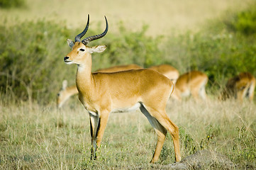 Image showing Uganda kob