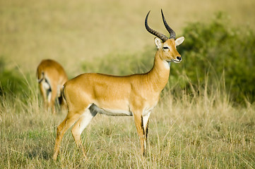 Image showing Uganda kob