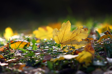 Image showing Leaf on ground