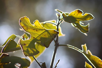 Image showing Leaf on plant