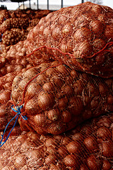 Image showing Onion sacks