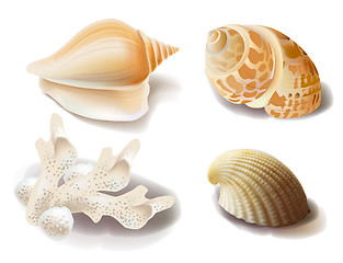 Image showing set of seashells and coral