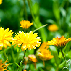 Image showing yellow gerber flowers