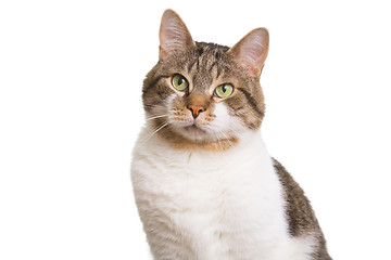 Image showing domestic cat with green eyes on isolated white