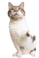 Image showing playing cat with green eyes on isolated white 