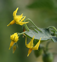 Image showing Tomato flowers