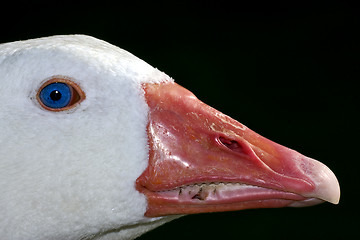 Image showing duck whit blue eye in buenos aires