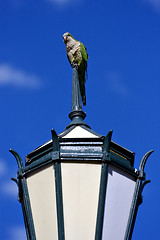 Image showing  parrot and clouds 