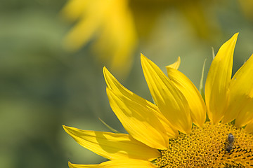 Image showing Sunflower close-up