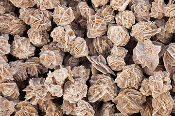 Image showing Desert roses