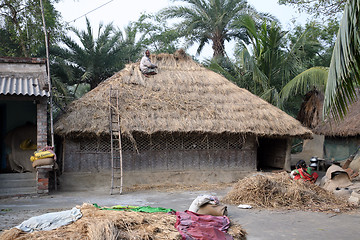 Image showing After the rice harvest, repairing the thatched roofs in Kumrokhali, West Bengal, India