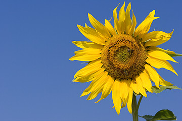 Image showing Sunflower