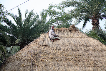 Image showing After the rice harvest, repairing the thatched roofs in Kumrokhali, West Bengal, India