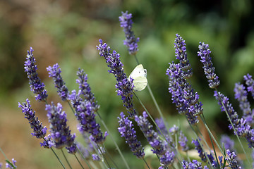Image showing White butterfly feeding on blue flowers