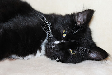 Image showing The black cat sleeps on a sofa