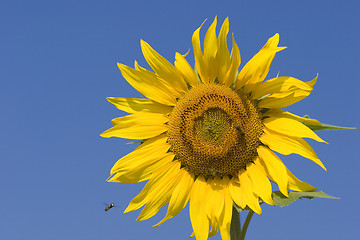 Image showing Sunflower and bee