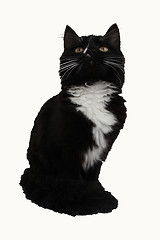 Image showing Black cat on a white background