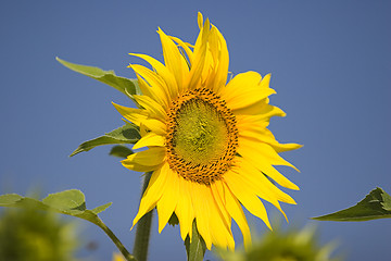 Image showing Sunflower