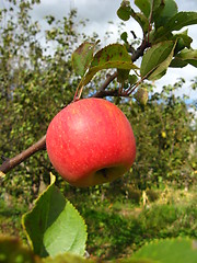 Image showing very tasty and ripe red apple