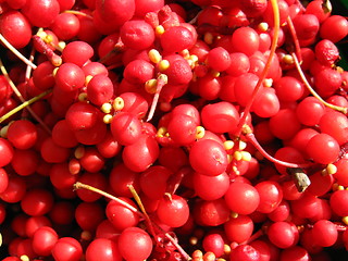 Image showing The harvest of red schizandra