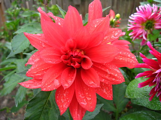 Image showing a beautiful flower of Dahlia