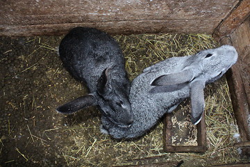 Image showing a pair of grey rabbits in the cell