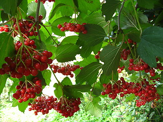 Image showing Clusters of a red ripe guelder-rose