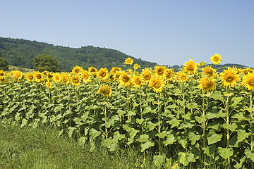 Image showing Sunflower Field