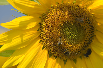 Image showing Sunflower close-up