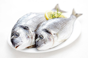 Image showing fresh dorada