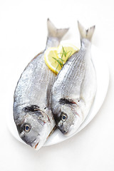 Image showing fresh dorada