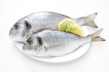 Image showing fresh dorada