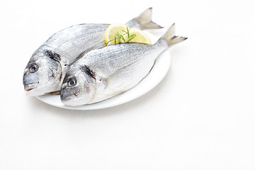 Image showing fresh dorada