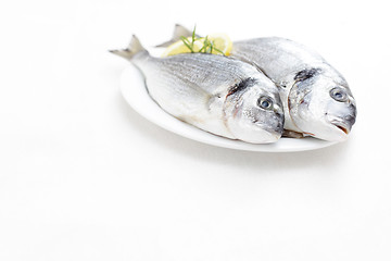 Image showing fresh dorada