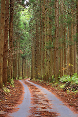 Image showing Forest autumn path