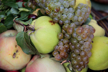 Image showing Autumn Harvest. Ripe apples and bunch of grapes